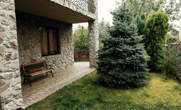 De ce să nu plantezi niciodată brad în curte. Multe lume nu știe asta