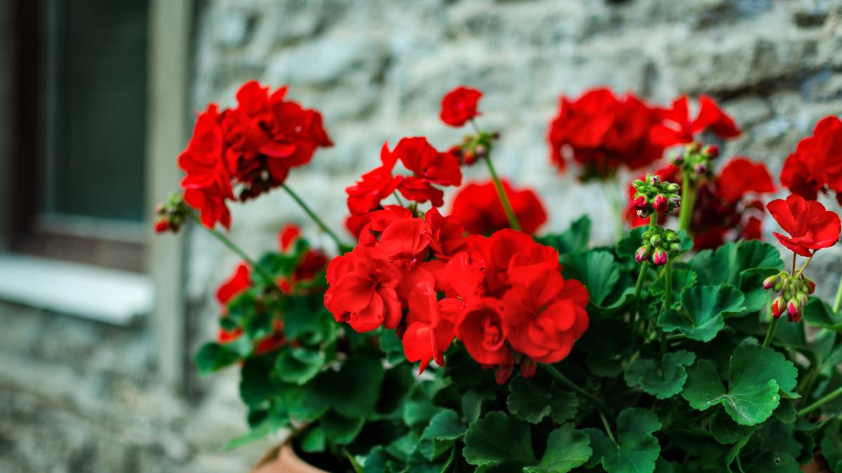 de ce nu înfloresc mușcatele