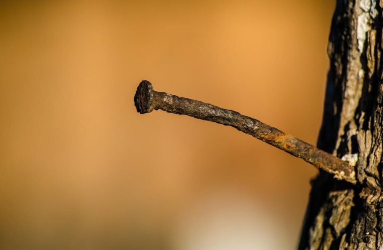 De ce bunicii băteau cuie ruginite în pomii fructiferi. Efectul nebănuit, vei regreta că nu ai știut