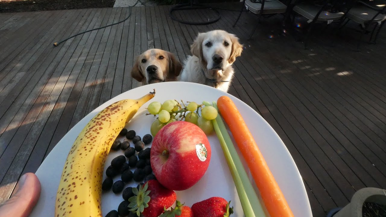 Fructe pe care nu ar trebui să i le dai niciodată câinelui tău