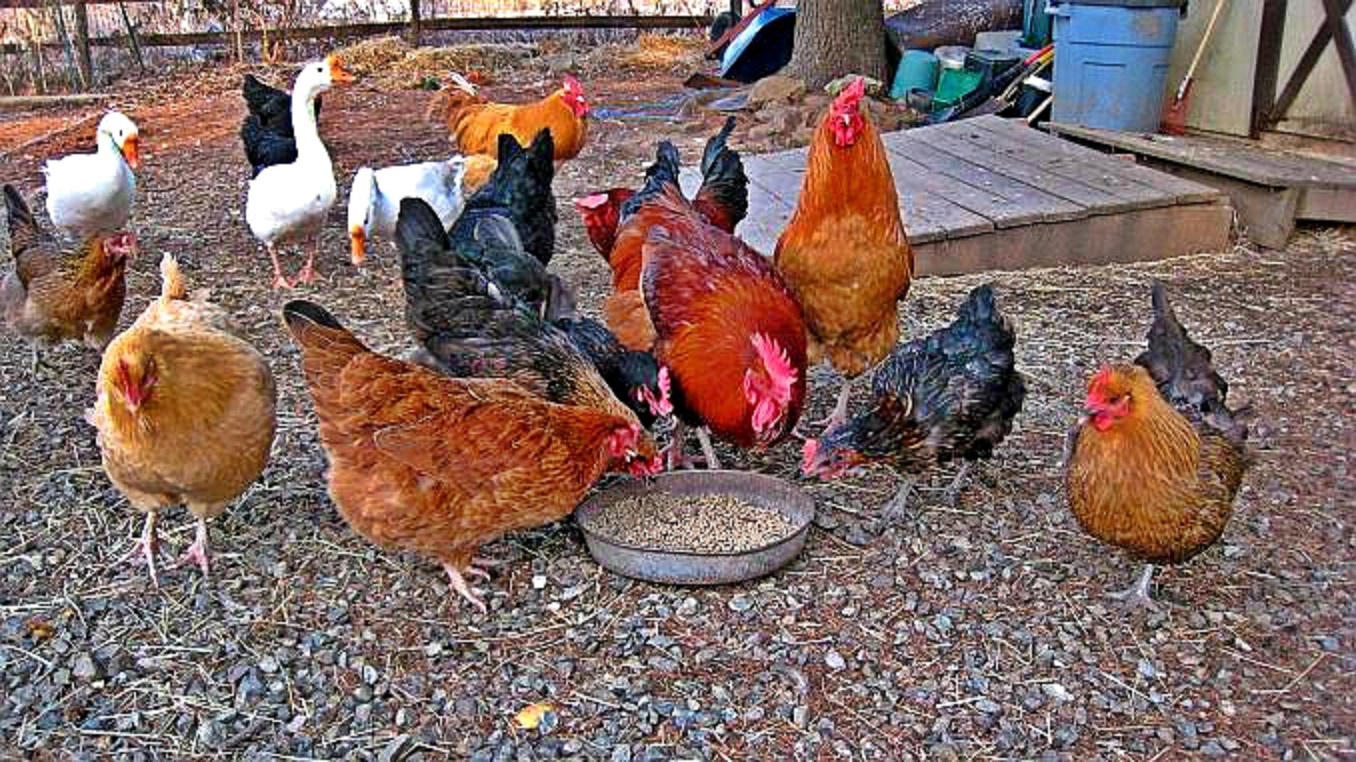 La ce distanță poți crește animale față de gardul vecinilor