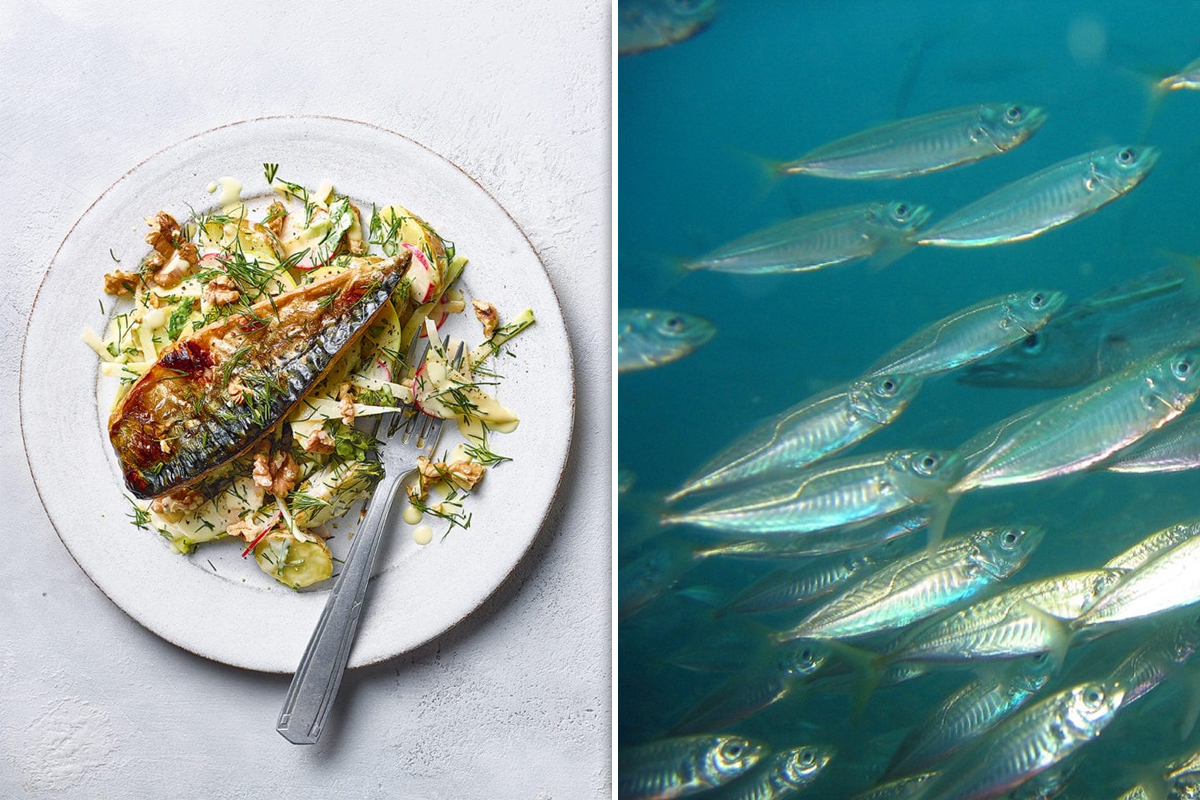 Care este pluralul cuvântului macrou