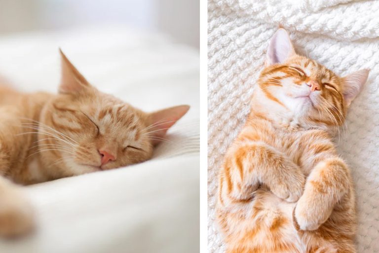 Cât doarme o pisică, de fapt. Răspunsul surprinzător, puțini știu asta