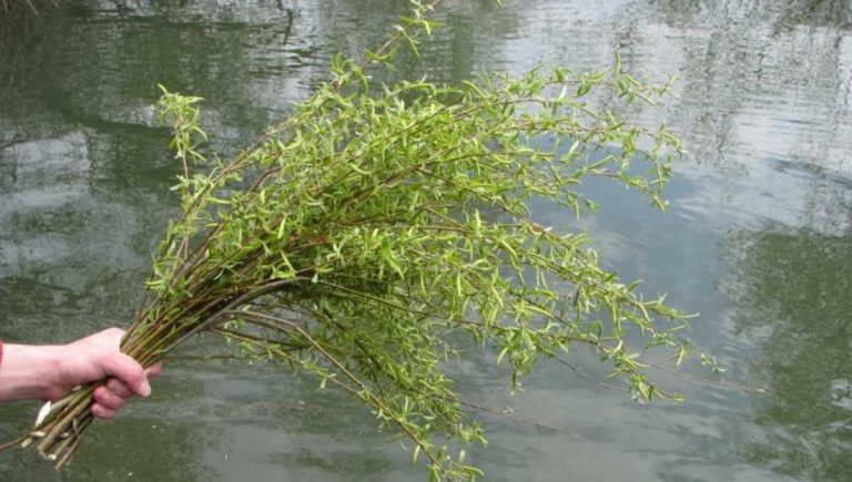 Ce semnificație are salcia de Florii. Cum e bine să folosești ramurile de salcie, de fapt
