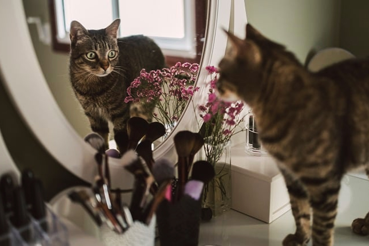 Ce văd pisicile în oglindă, atunci când se privesc