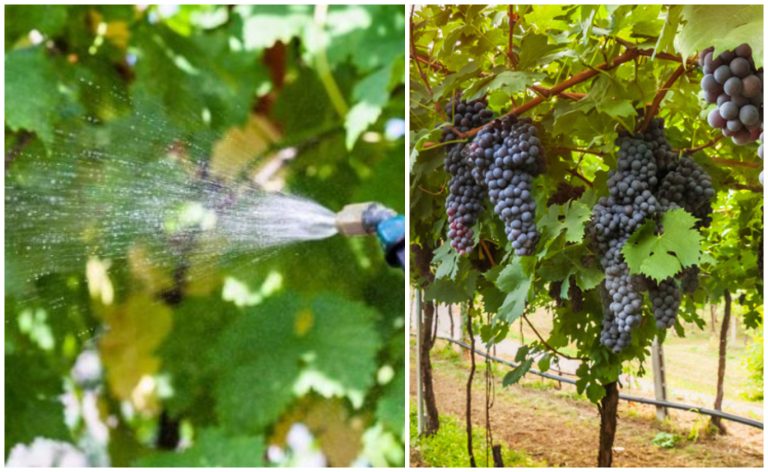 Cu ce să stropești vița-de-vie după înflorire. Va face mulți struguri, vei avea o recoltă bogată la toamnă