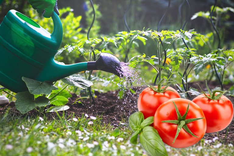 Cu ce se stropesc roșiile prima dată, de fapt. Trucul secret pentru o recoltă bogată