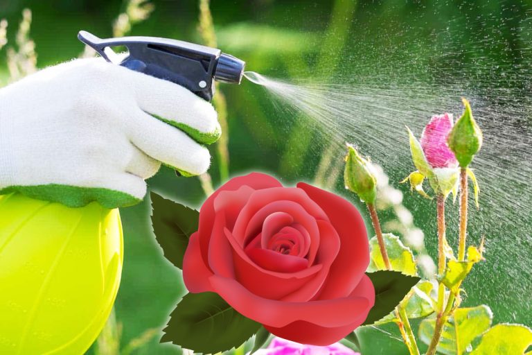 Cu ce se stropesc trandafirii primăvara. Secretul pentru a-ți transforma grădina într-un colț de rai