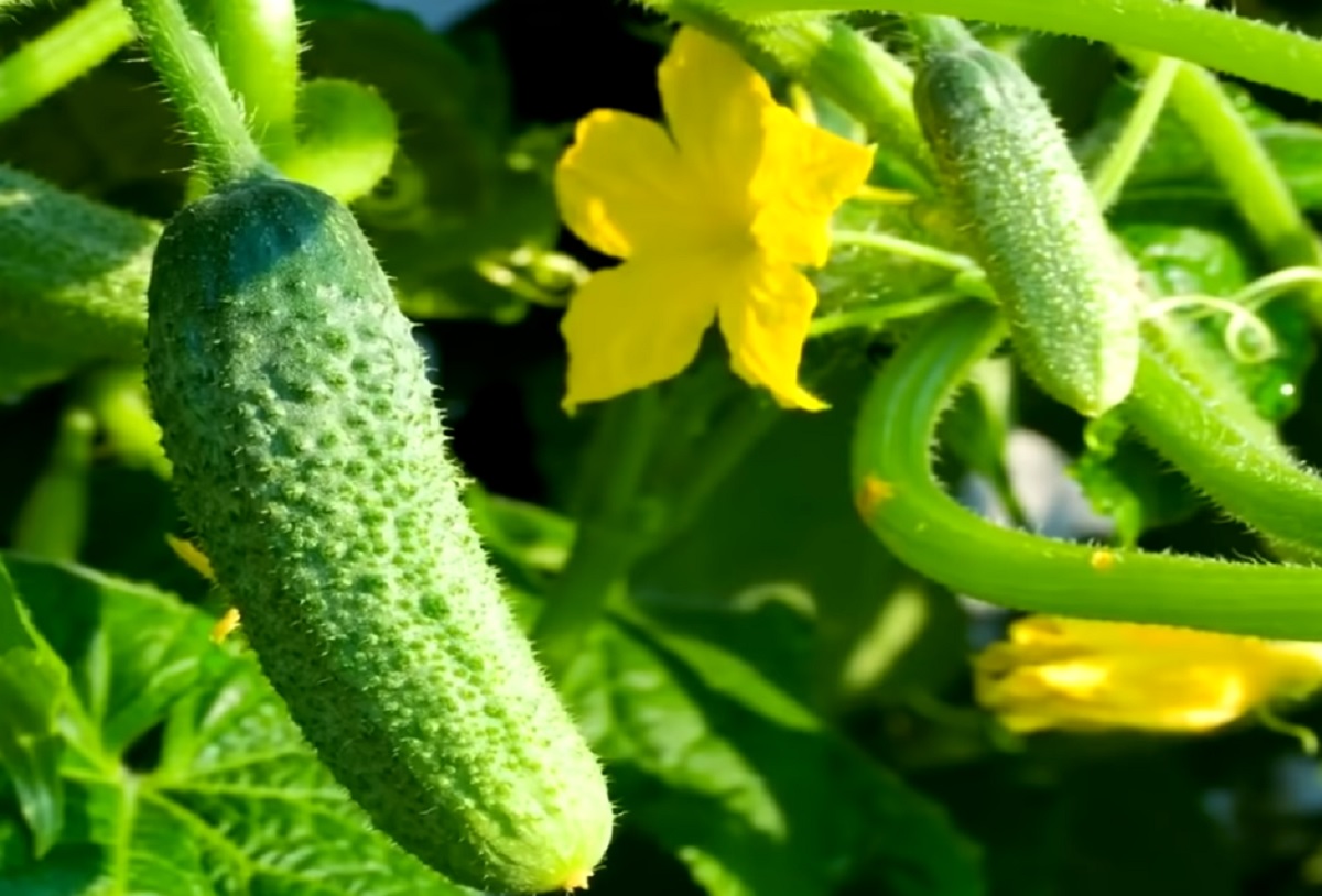 Trucul pentru a obține o recoltă triplă de castraveți pe o suprafață mică