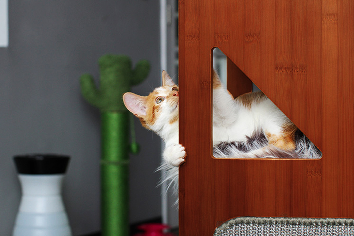 De ce pisicile se ascund de fapt în locuri înalte