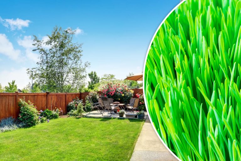 De ce să nu arunci iarba tăiată din curte, după ce ai tuns gazonul. Iată ce poți face de fapt cu ea. Nu mulți știu asta