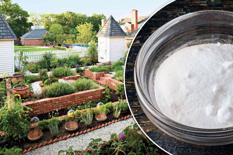 De ce să presari bicarbonat de sodiu în grădina casei, de fapt. Trucul e genial, trebuie să-l știi