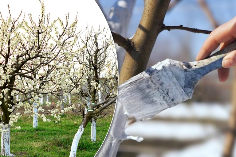 De ce se vopsesc pomii cu var, de fapt. Motivul pentru care românii obișnuiesc să facă asta primăvara