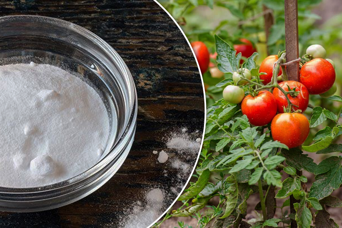 De ce trebuie stropite roșiile cu bicarbonat de sodiu