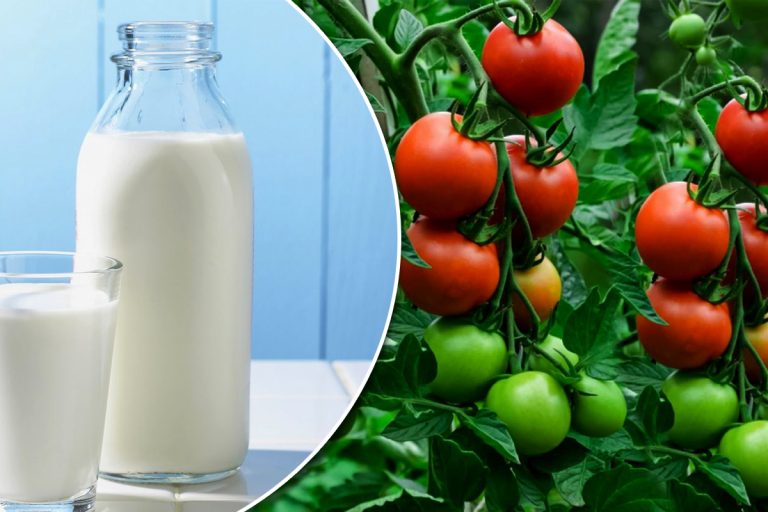 De ce trebuie stropite roșiile cu lapte, de fapt. Ce altceva se mai adaugă în soluție. Secretul pentru o recoltă bogată