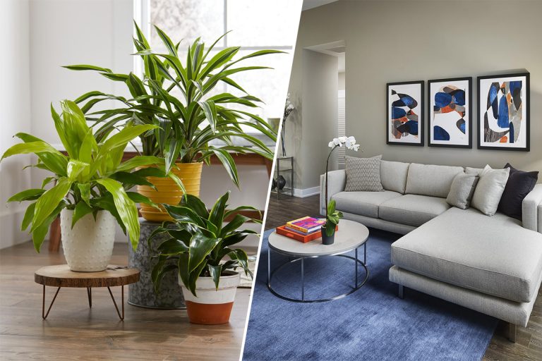 Planta care atrage banii. Unde se așază în casă și ce e bine să faci. Aduce noroc și prosperitate