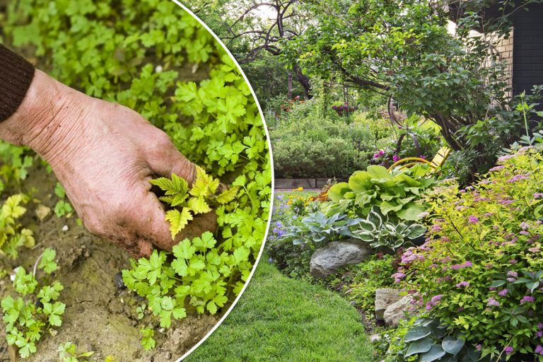 Planta care elimină buruienile din grădină. Ce trebuie să plantezi de fapt. Trucul nebănuit