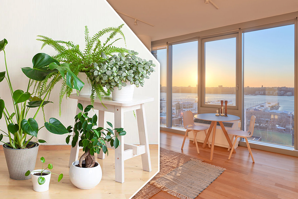 Planta pe care nu e bine să o ții în casă