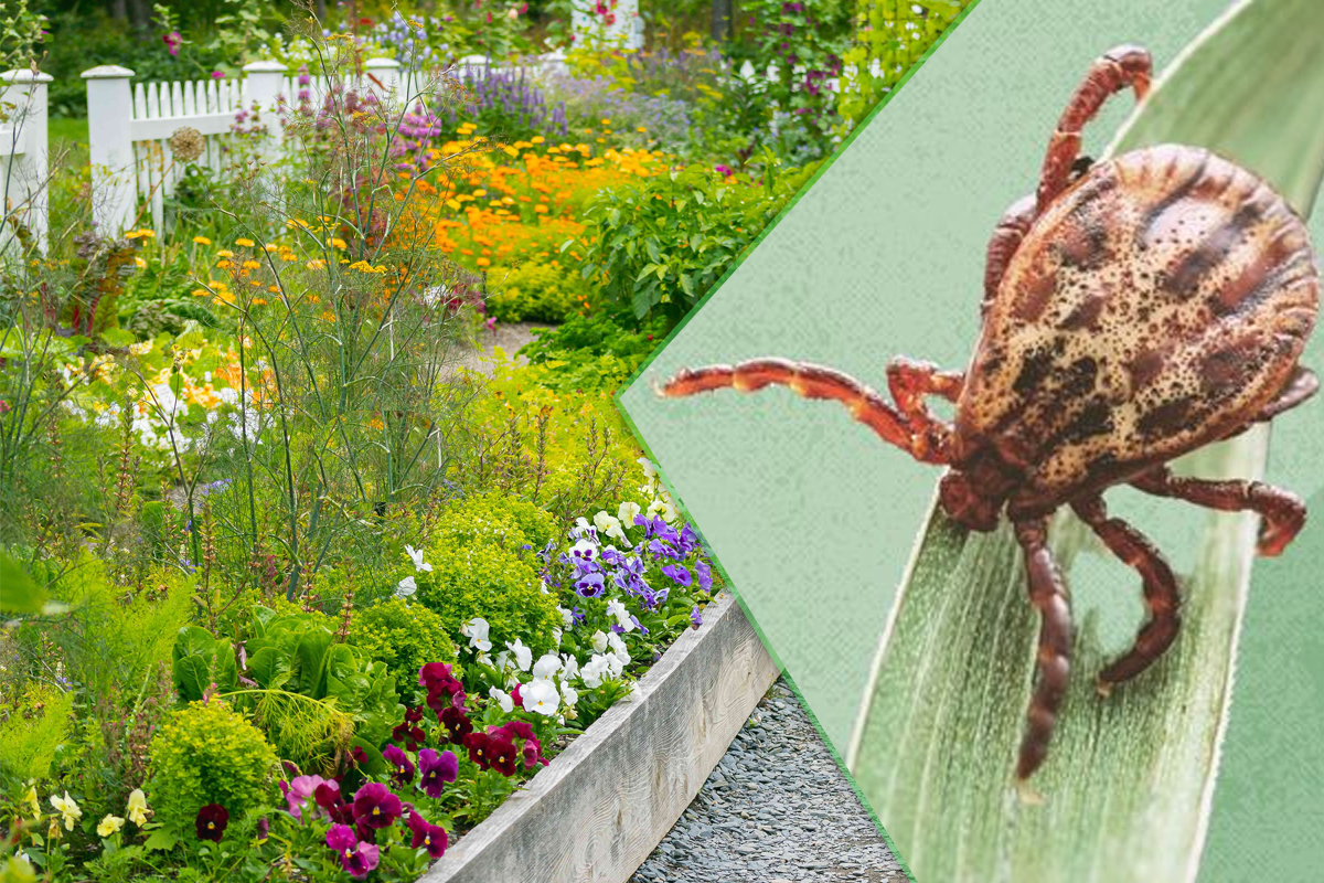 Plante care tin capusele la distanta de curtea ta. Sunt de mare ajutor, te vor scapa de aceasta problema