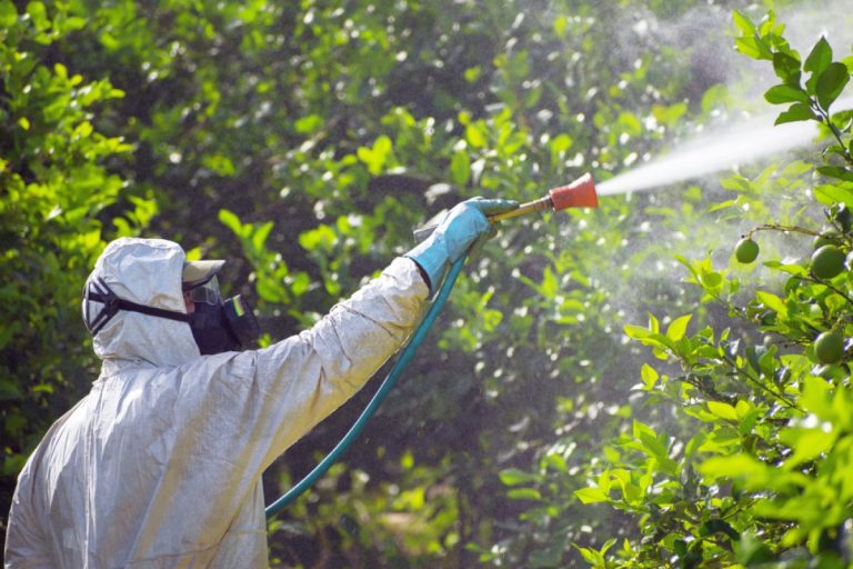 Când se stropesc pomii fructiferi, de fapt. Dimineața sau seara? Detaliul important de știut