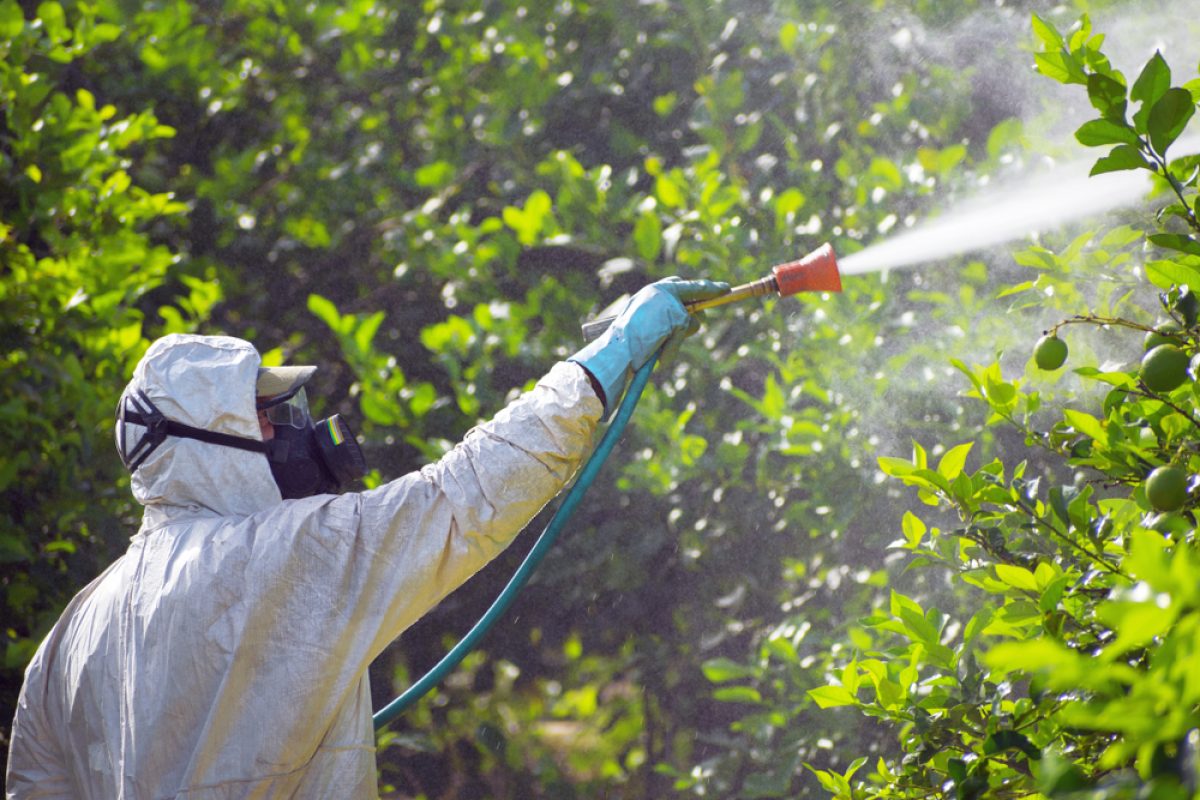Când se stropesc pomii fructiferi