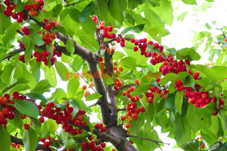 Ce să nu plantezi niciodată lângă un cireș. Pomul se va usca imediat