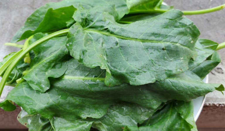 Ce trebuie să faci cu ștevia, înainte de a o pune în oală. Trucul pe care trebuie să-l știi, așa va avea un gust excelent