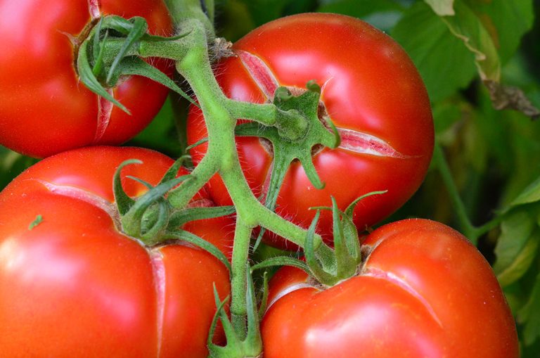 De ce se crapă roșiile, de fapt. Greșeala uriașă pe care o fac mulți români. De asta nu obții o recoltă perfectă