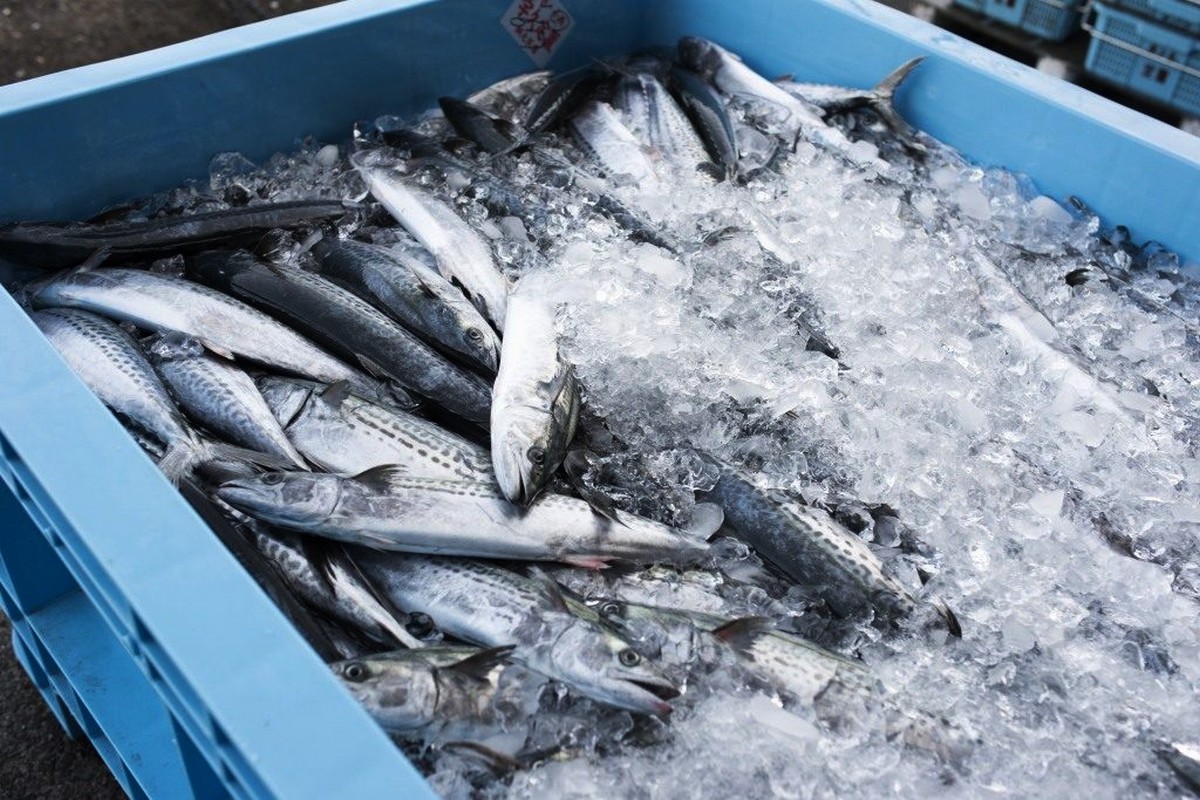 Așa îți dai seama imediat dacă peștele congelat nu este proaspăt