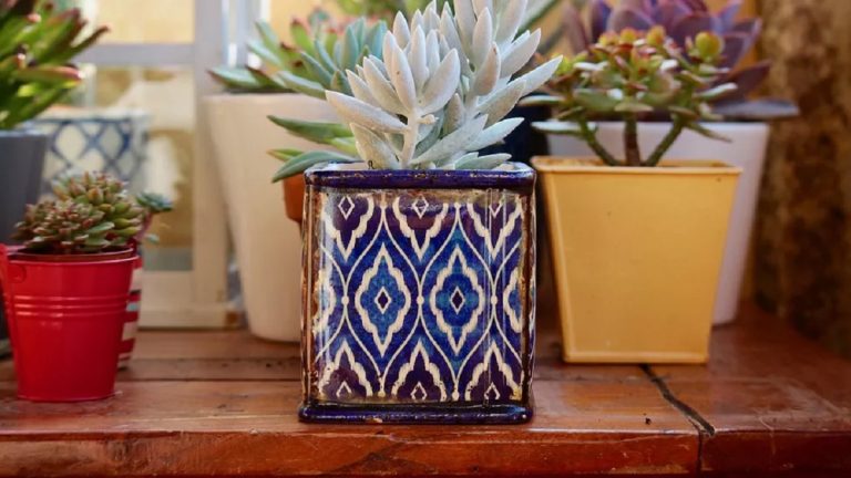 Trei plante de interior care rezistă chiar dacă le neglijezi. Sunt ideale în orice locuință