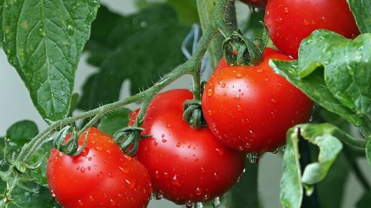 Momentul ideal pentru a planta roșiile