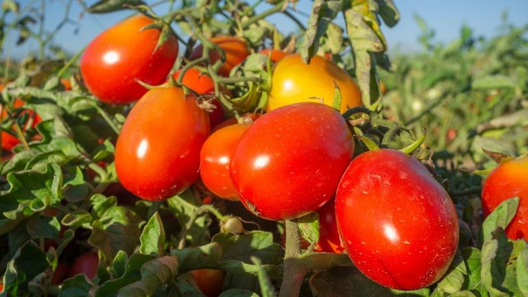 Cu ce să stropești roșiile după ploaie. Așa le ferești de boli și vei obține o recoltă bogată