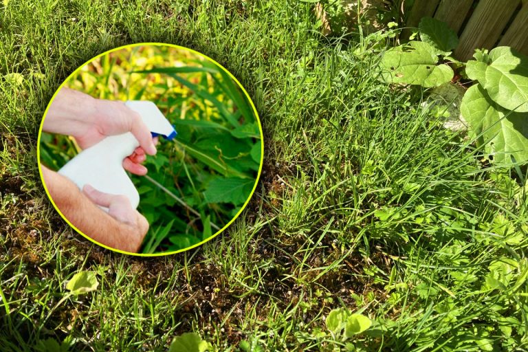 Cu ce stropeau bunicii în grădină pentru a elimina definitiv buruienile. Ingredientul banal pe care îl foloseau