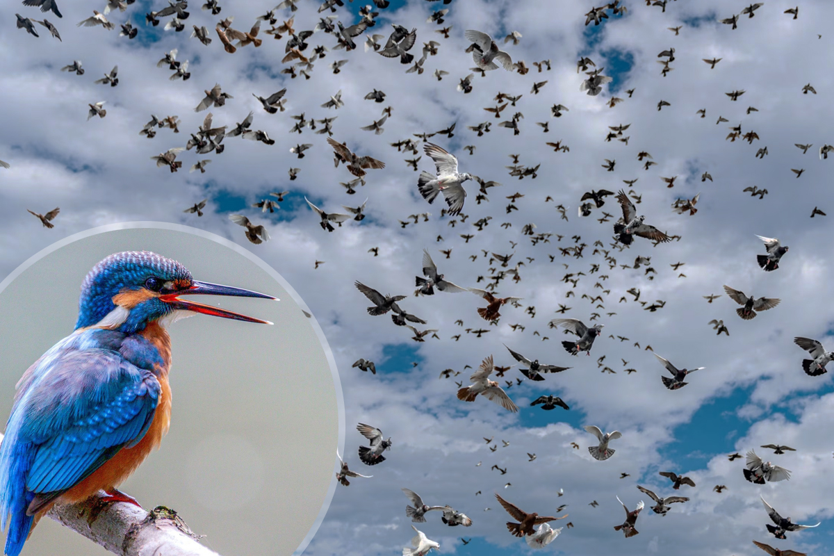 Aceasta este pasarea care poate sa stea un an in zbor fara sa atinga solul. Are capacitati extraordinare