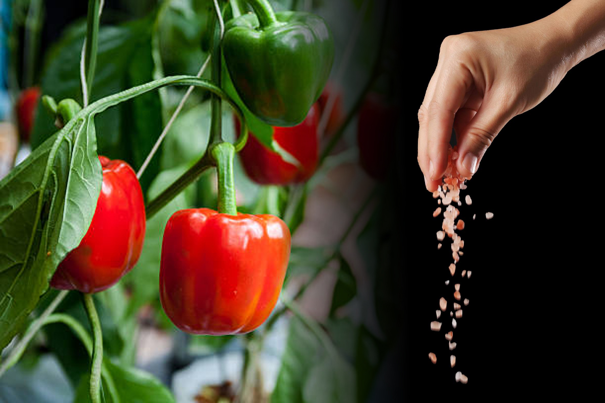 Ce să presari peste răsadurile de ardei