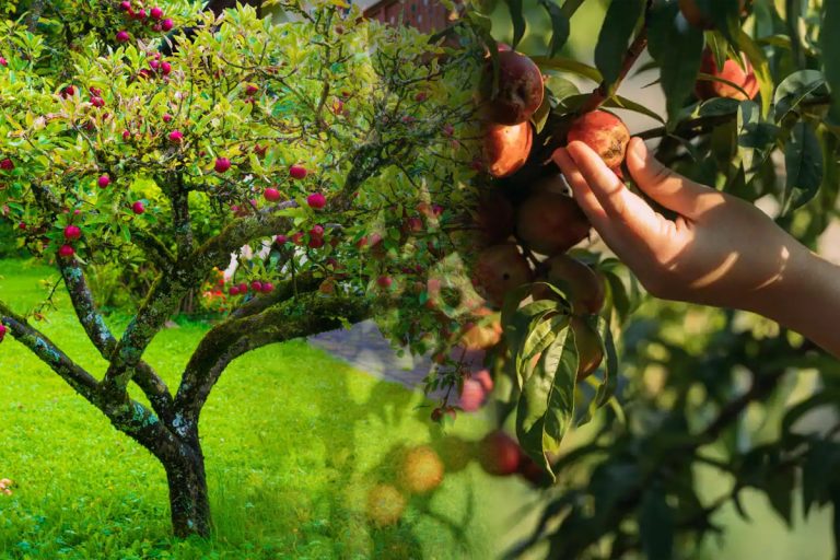 Ce trebuie să faci dacă pomii fructiferi nu sunt roditori. Secretul ca să facă din nou multe fructe