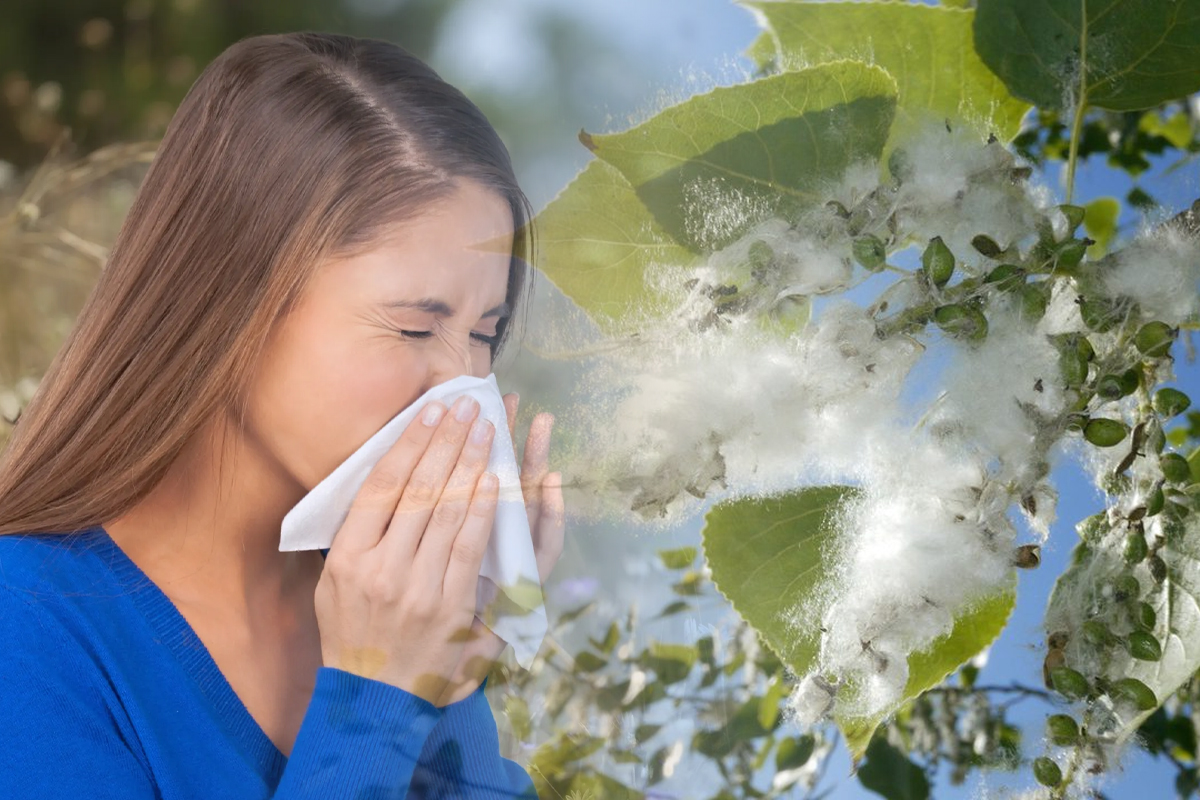 Ce trebuie să faci neapărat dacă ai alergie la puful de plop. Asta te va ajuta enorm