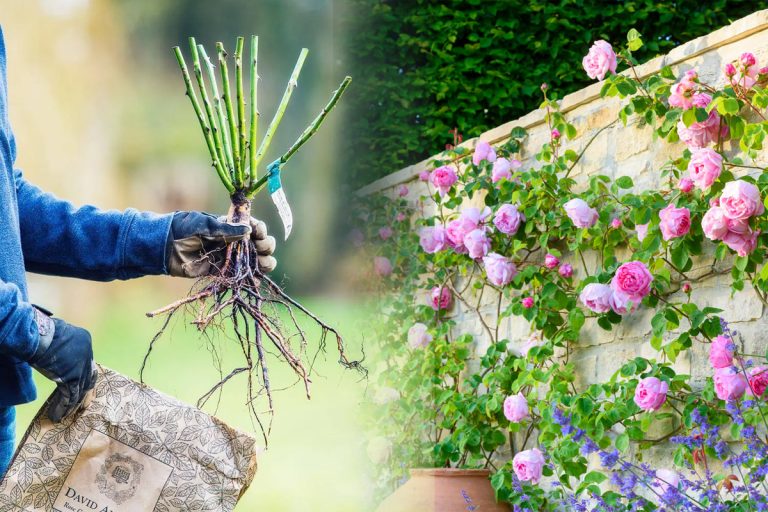 Ce trebuie să pui de fapt la rădăcina trandafirilor pentru a înflori de mai multe ori. Așa vei avea o grădină de vis