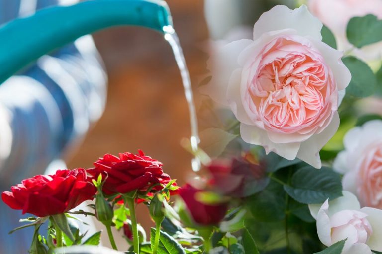 Cu ce se stropesc trandafirii vara, de fapt. Secretul pentru a avea o grădină spectaculoasă