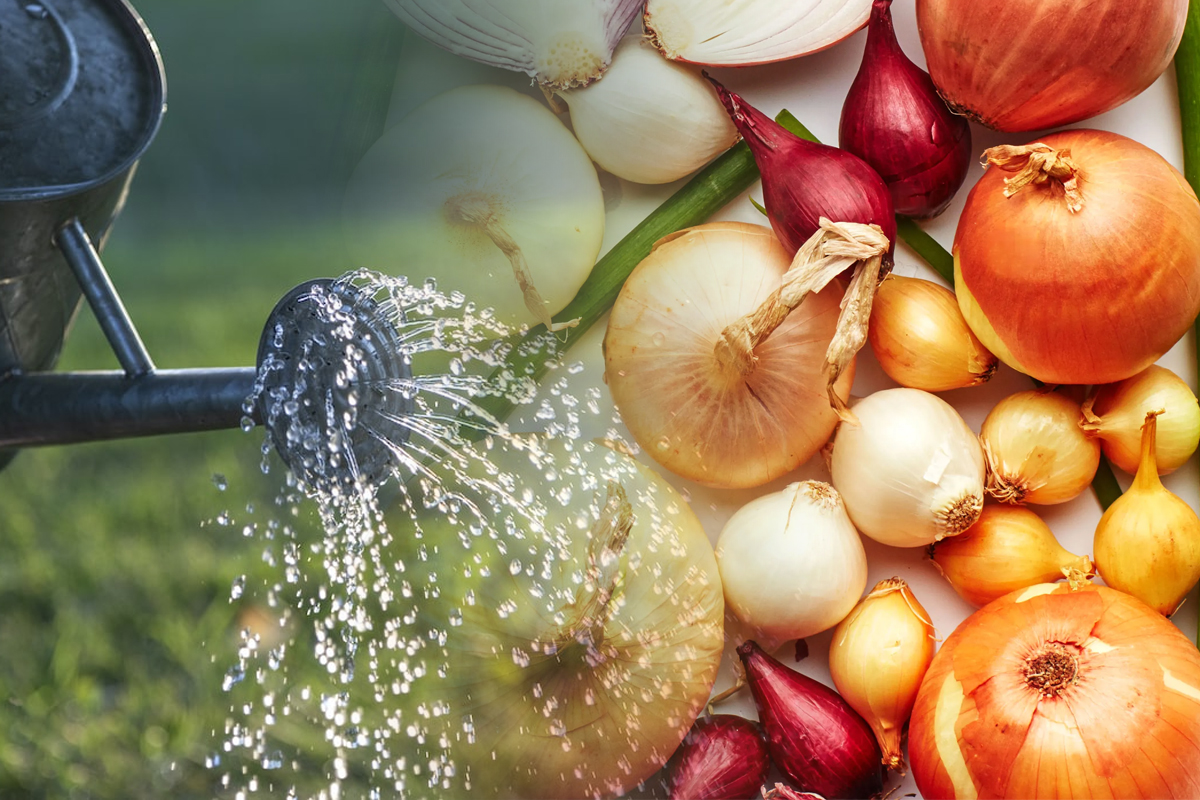 Cu ce se stropeste ceapa, de fapt. Trucul special pentru a te bucura de o recolta uriasa