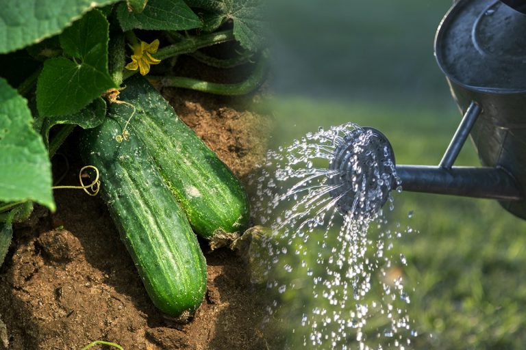 Cu ce trebuie să stropești castraveții. Când se aplică de fapt tratamentul pentru a avea o recoltă bogată