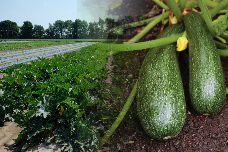 Cu ce trebuie să stropești dovleceii, de fapt. Așa te vei putea bucura de o recoltă bogată