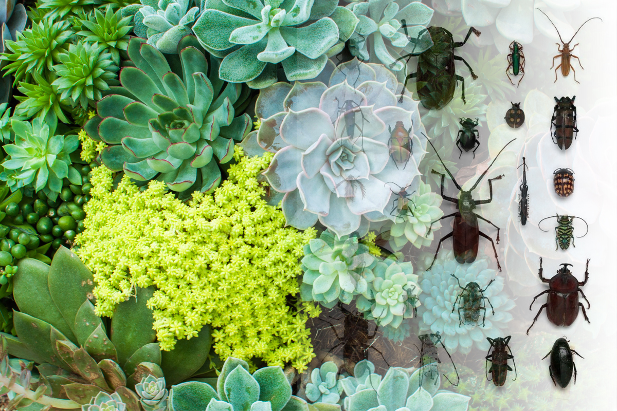 Cu ce trebuie să stropești plantele pentru a scăpa de insecte