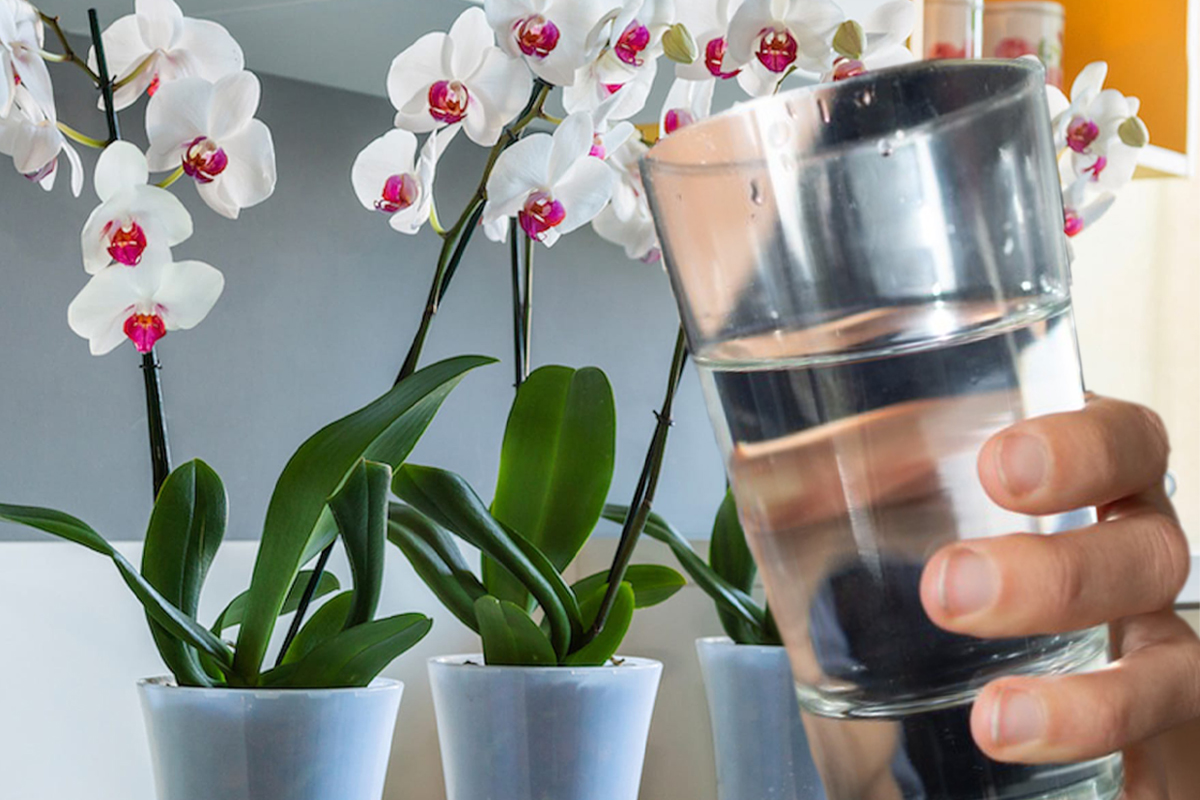 Cu ce trebuie să uzi orhideele la 15 zile ca să înflorească tot anul