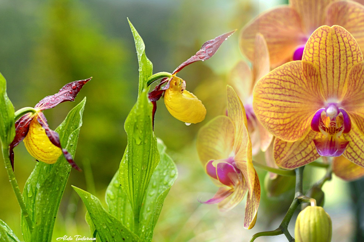 Cum faci să înflorească orhideea rapid. Cel mai puternic amestec pentru a stimula înflorirea, efectele sunt uimitoare
