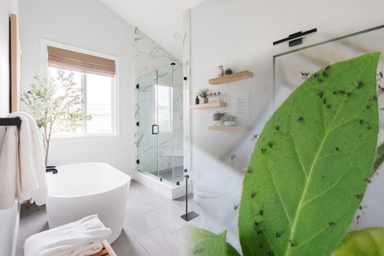 Cum scapi definitiv de musculițele din baie. Trucul genial pe care trebuie să-l afli imediat