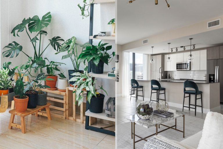 De ce ar trebui să ai cel puțin o plantă în casa ta. Există o semnificație mult mai importantă decât ți-ai fi imaginat