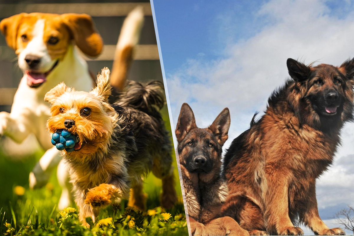 De ce câinii de talie mică sunt mai agresivi decât cei de talie mare