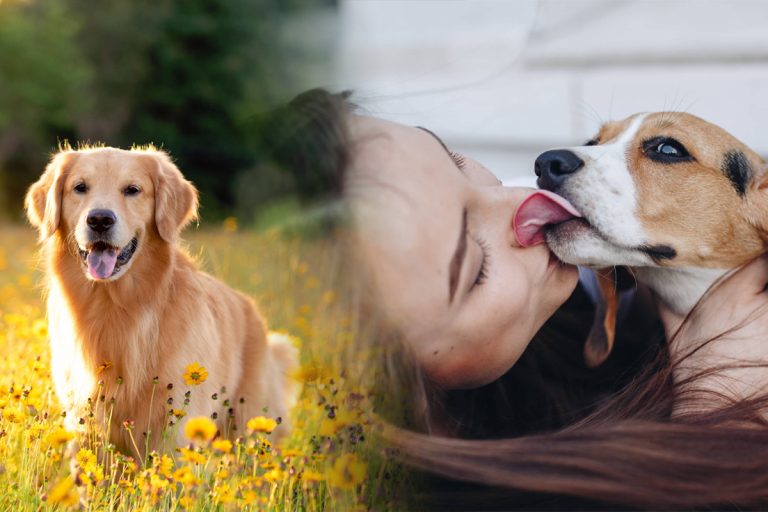 De ce își ling câinii stăpânii de fapt. Gestul ascunde un mesaj special