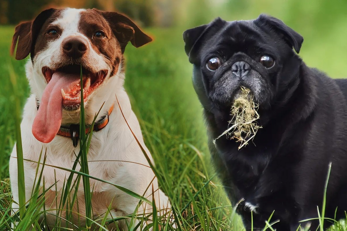 De ce mănâncă, de fapt, câinii iarbă